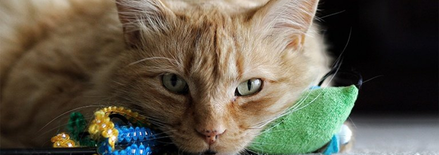 Доставка 20 000 кошачьих игрушек для химического завода из Китая